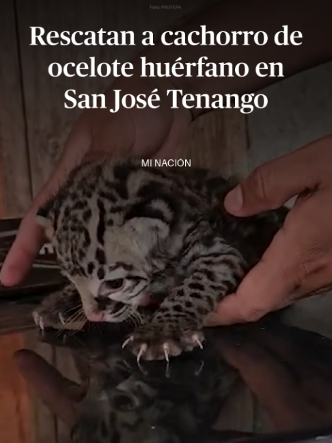 @DiariodeM&eacute;xico