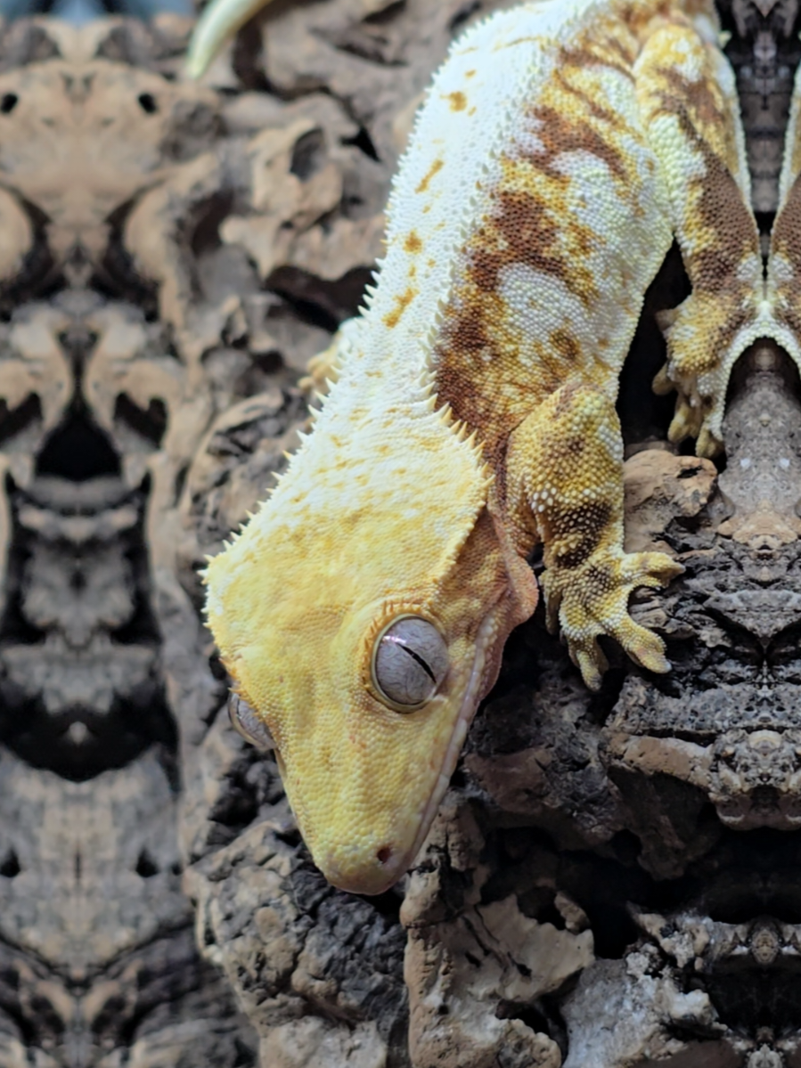 @Sacred Geckos and Exotics