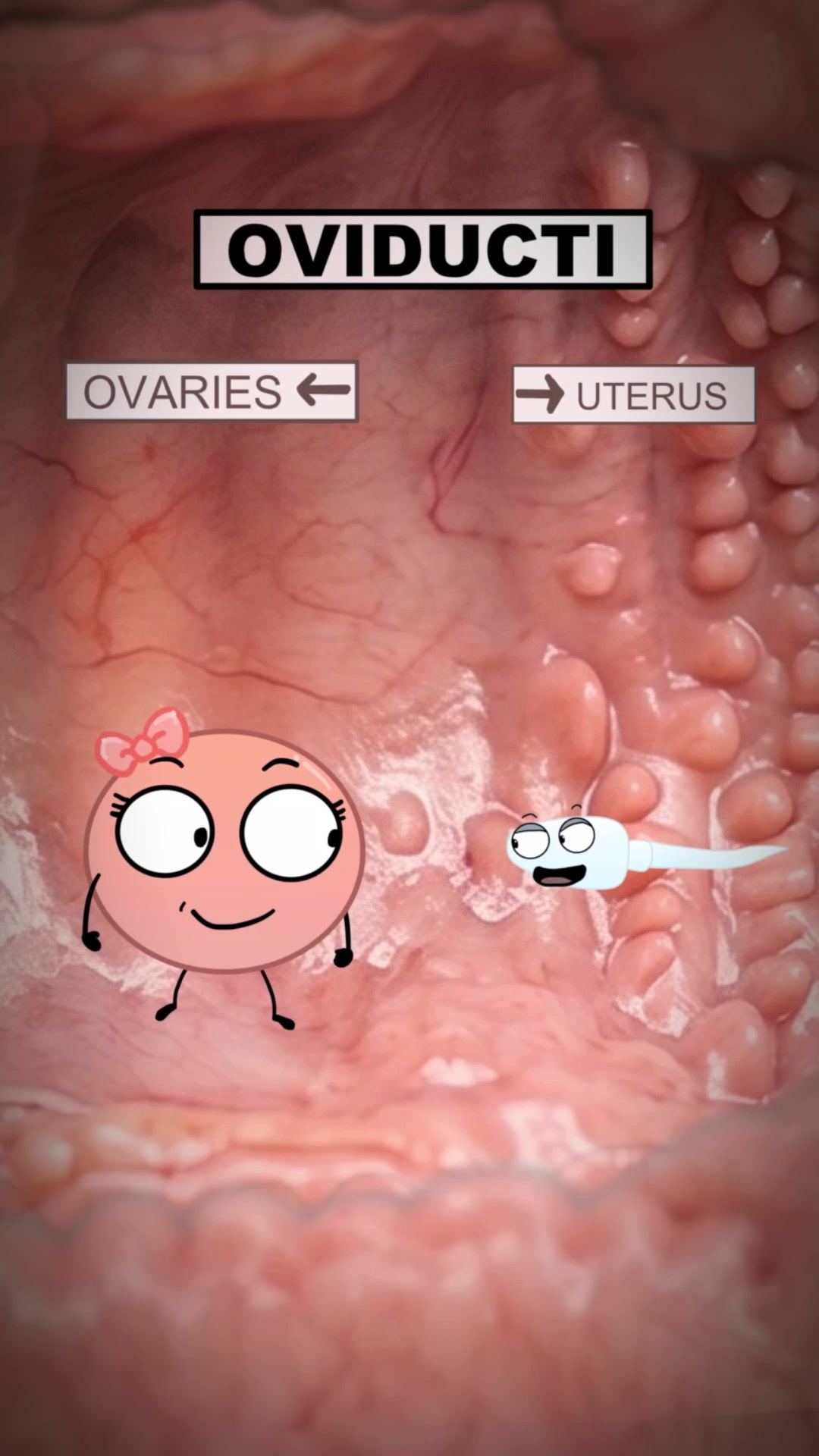@Funny Animations