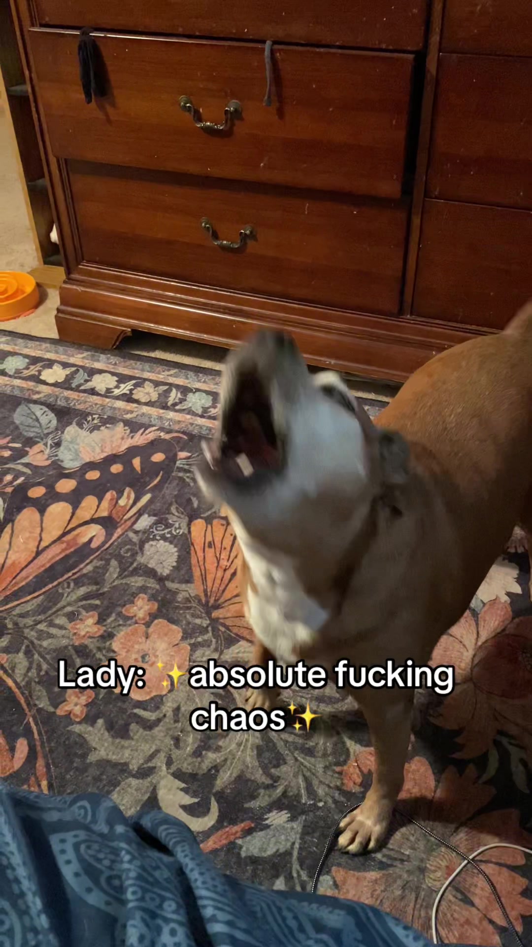 @Lady and Gus