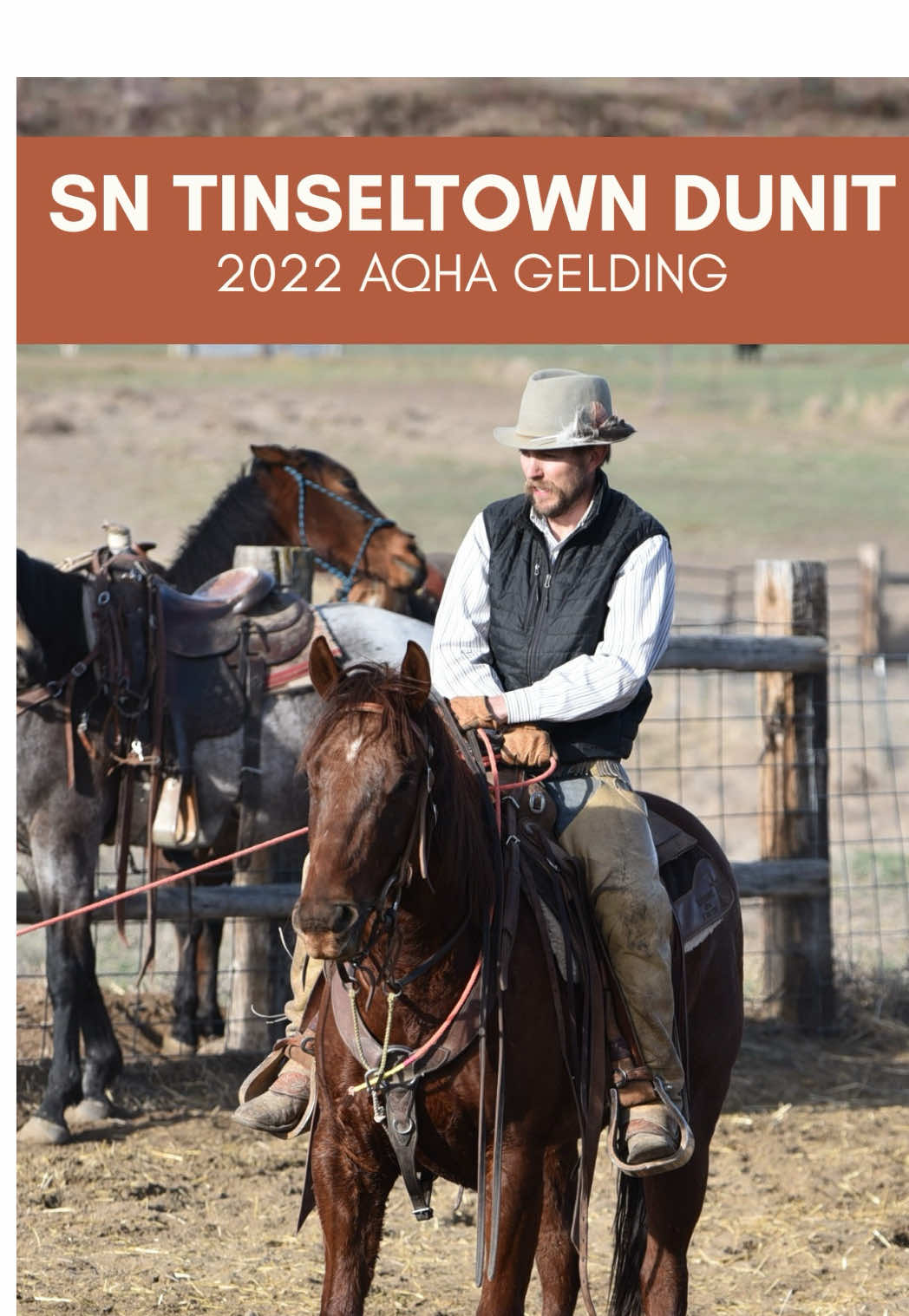 @Big Sky Horse Sales