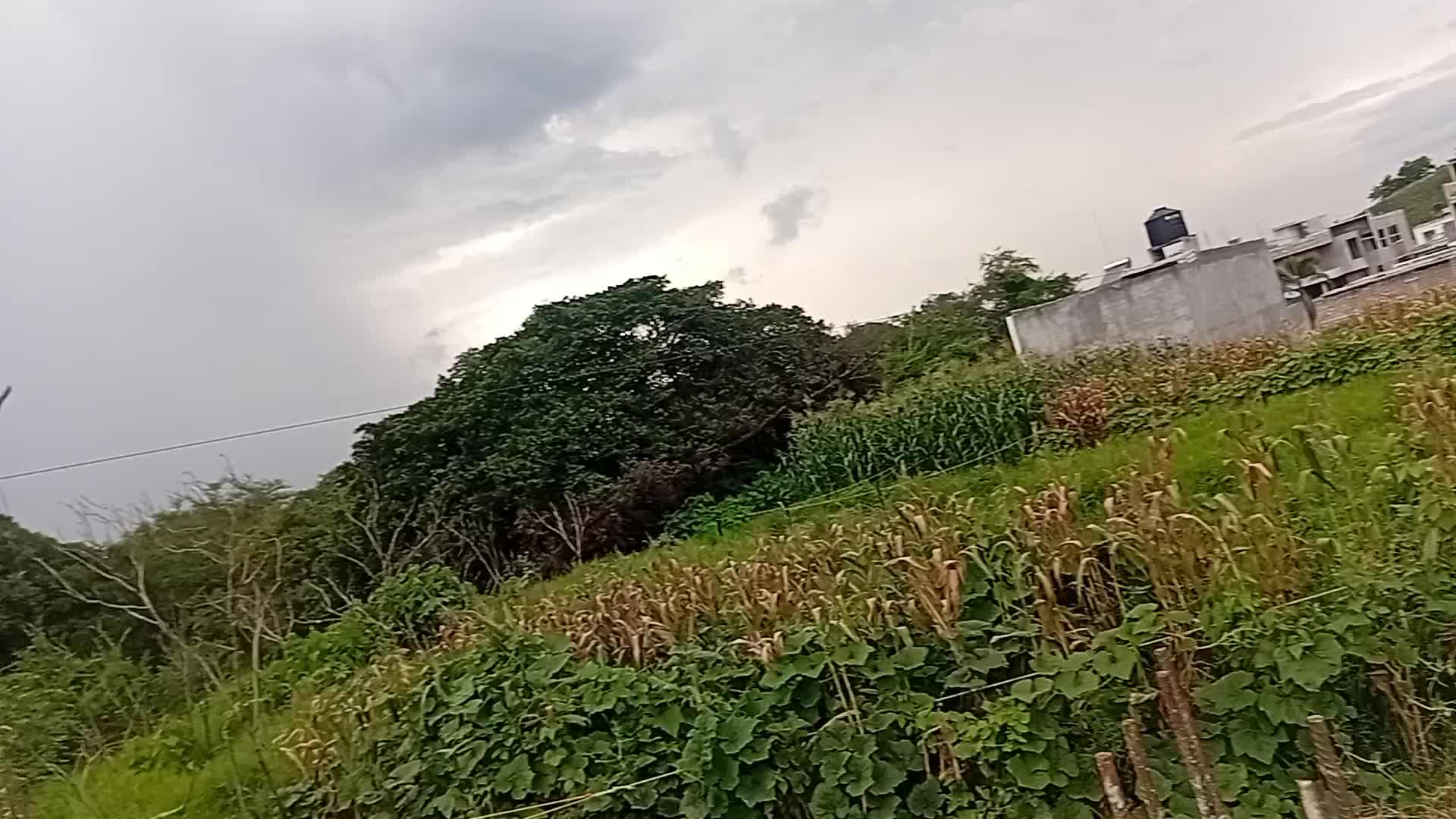 @yarelirebollar