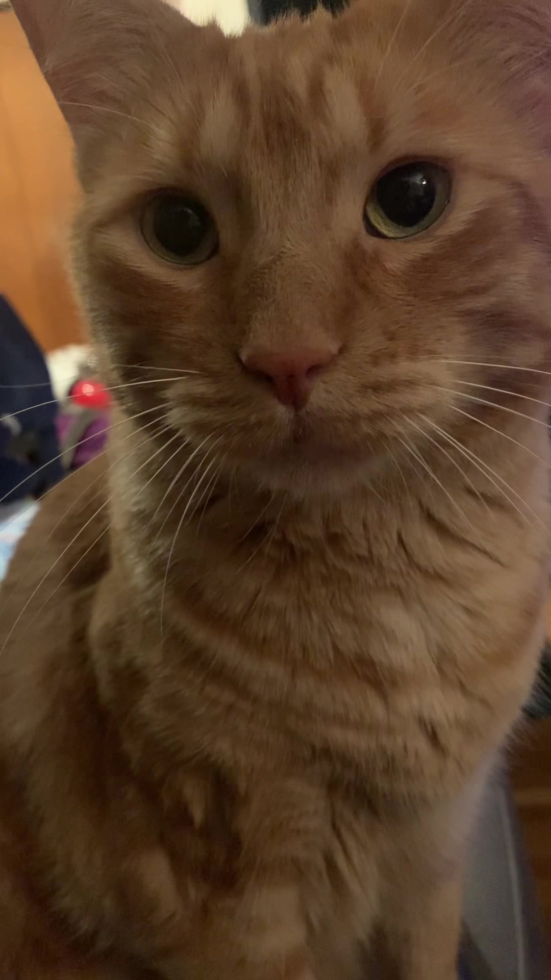@diycatgeek (Wally & Howl)