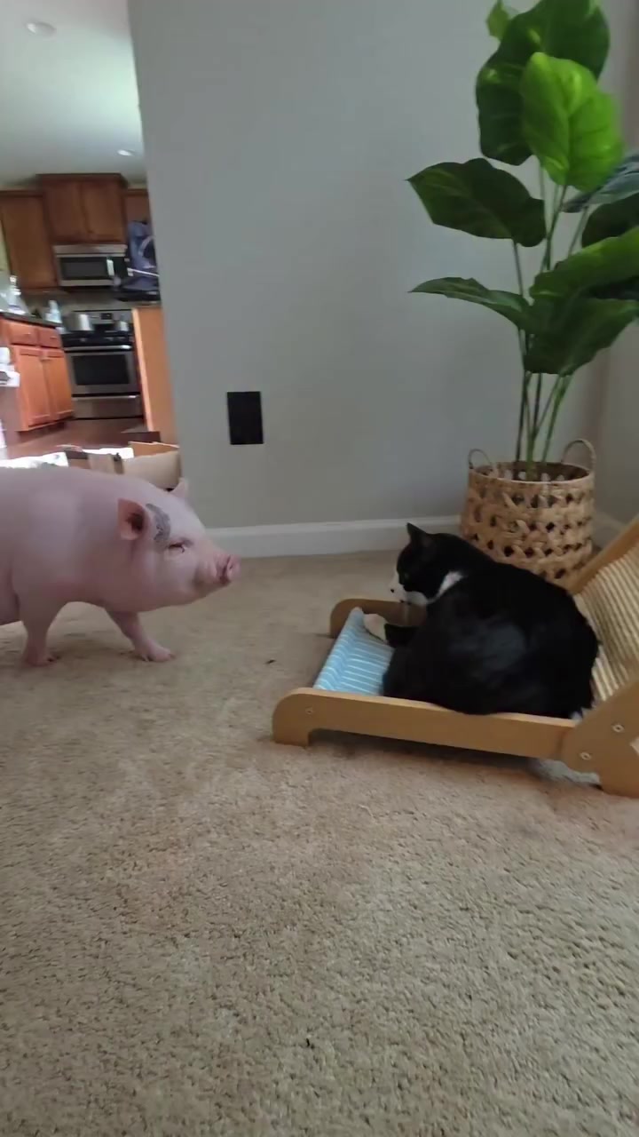 @Chonky World Of Cats