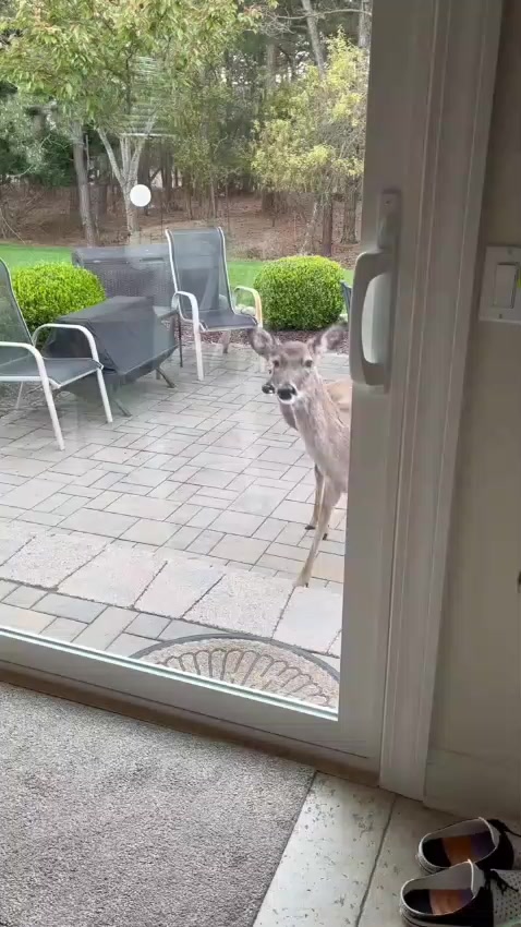 @Animalistas Unidos GymsEmp