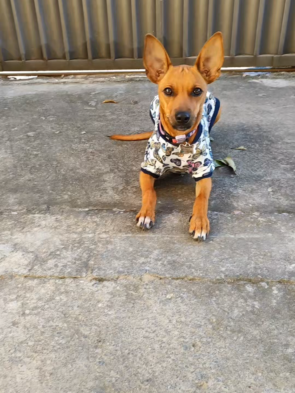 @Belinha e tiamara