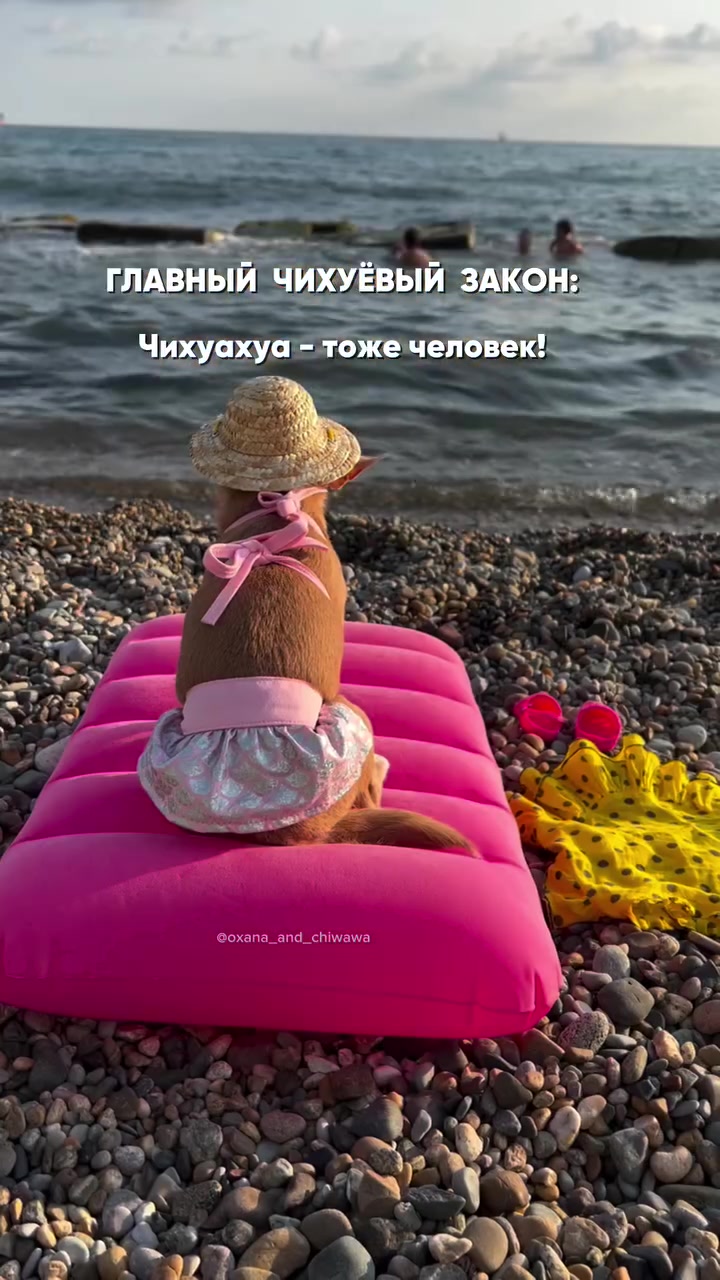 @Оксана & Чихуахуа Бонита