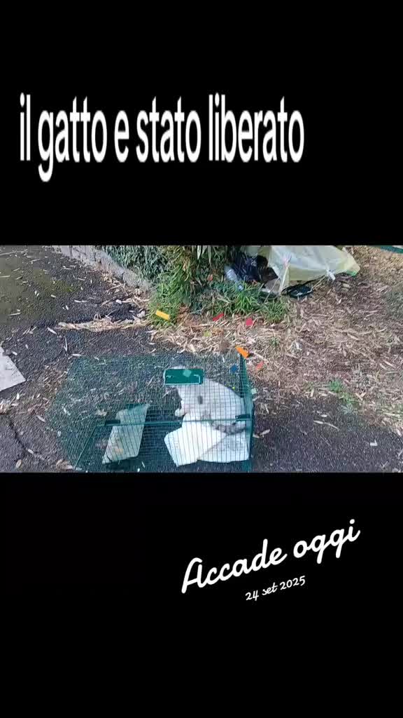 @amica dei gatti