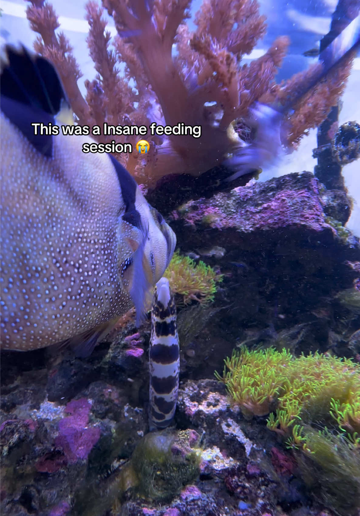 @ReefSync
