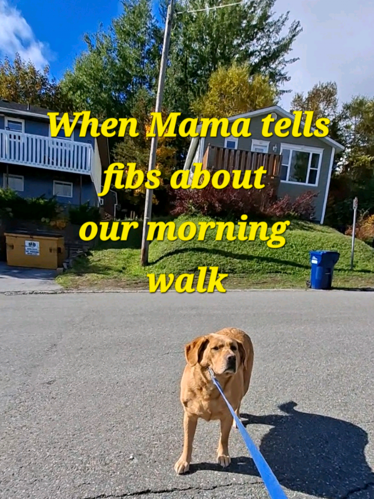 @Dogmom