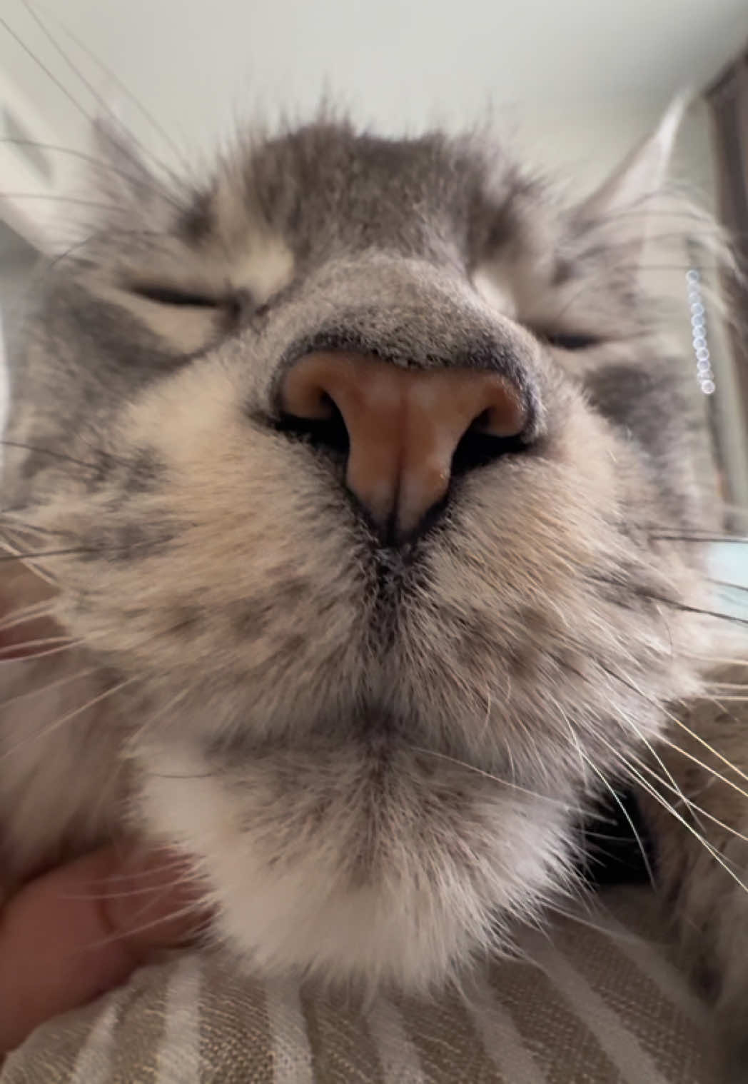 @Maine Coons | Ted & Kissa