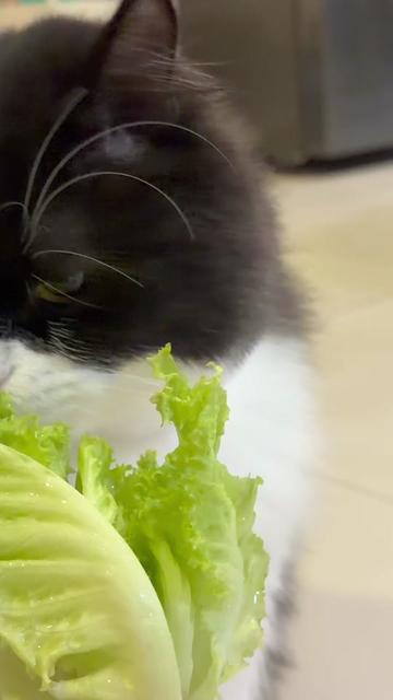 @Bucin cat