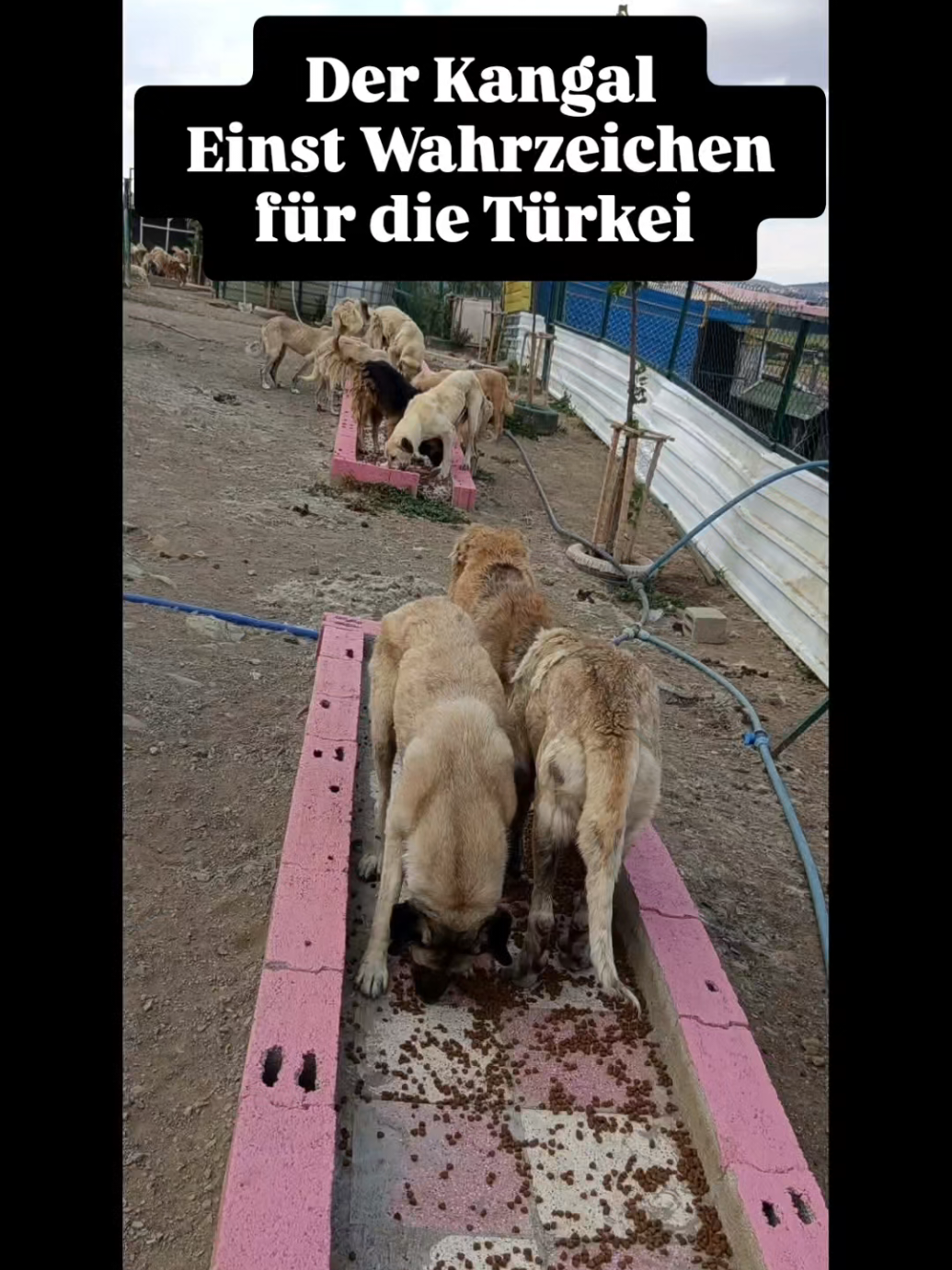 @TSV Candostlari-Beste Freunde