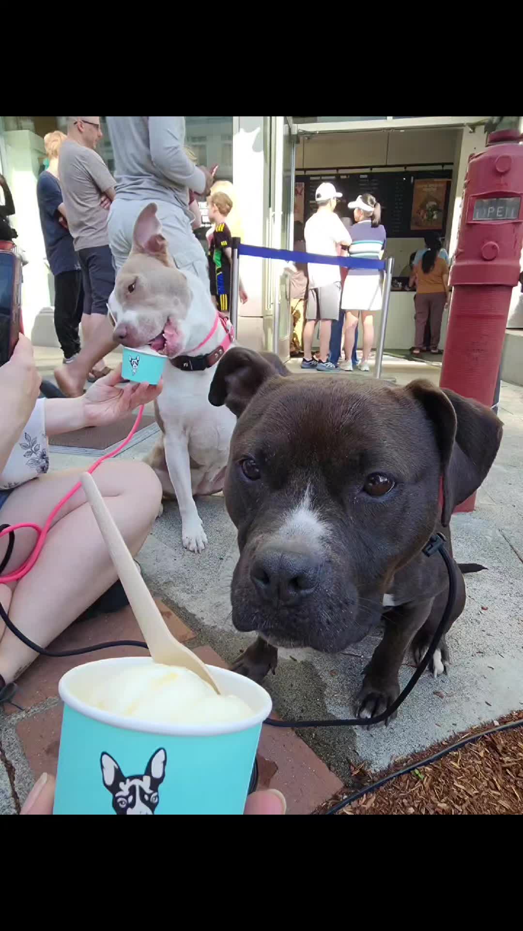 @bigbadscarypitbulls
