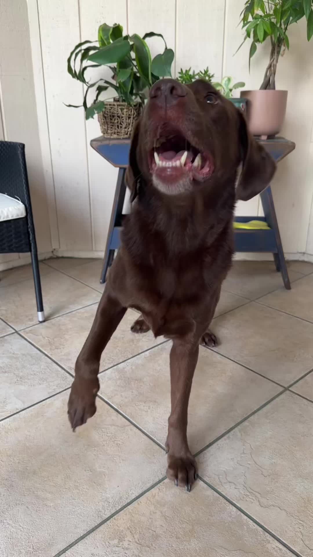 @AmandaT | Your Dog is COOL!