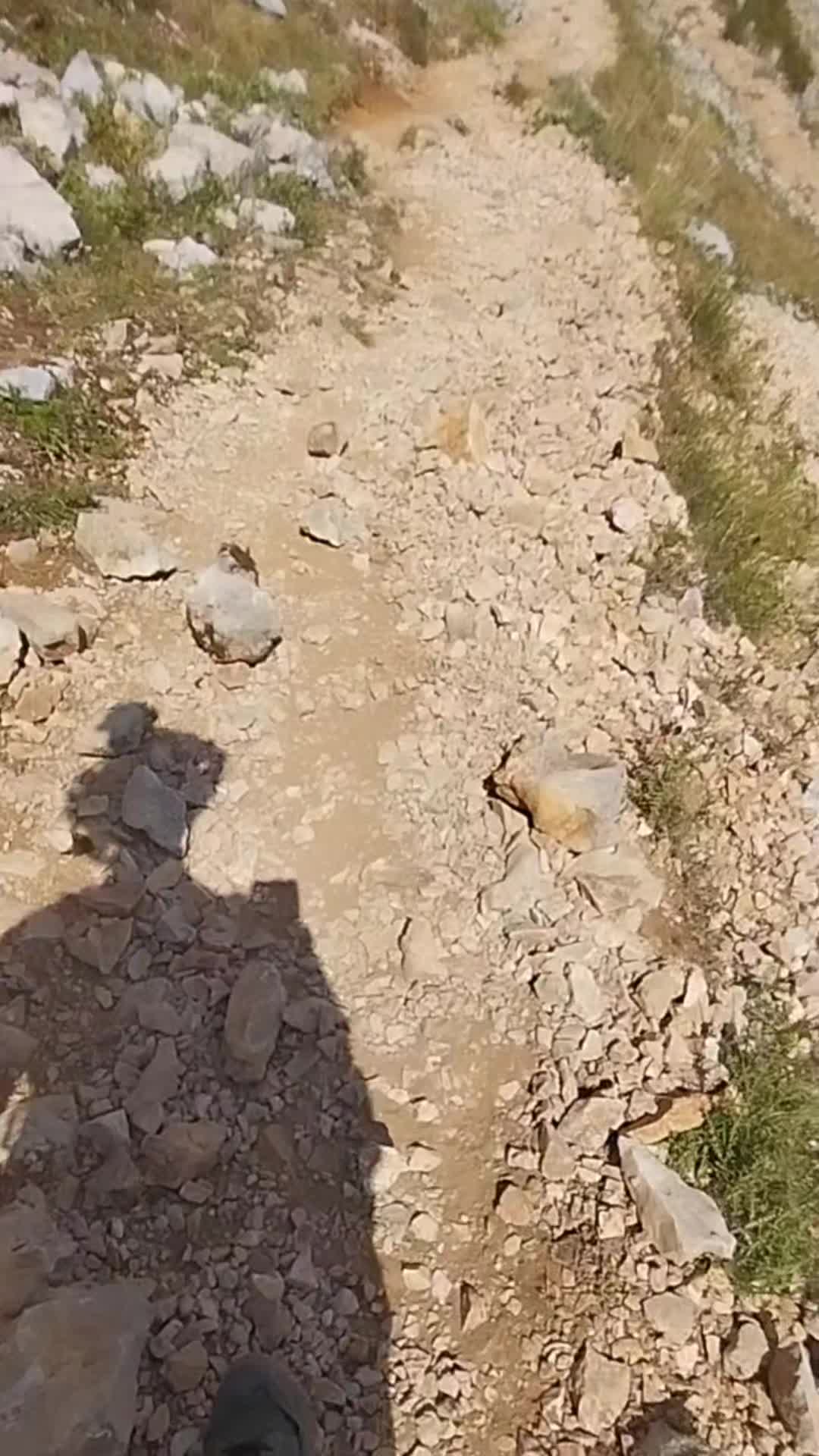 @wolfthebest