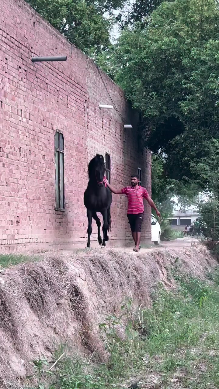 @@𝙂𝙍 𝙃𝙤𝙧𝙨𝙚 𝙁𝙖𝙧𝙢 🐴