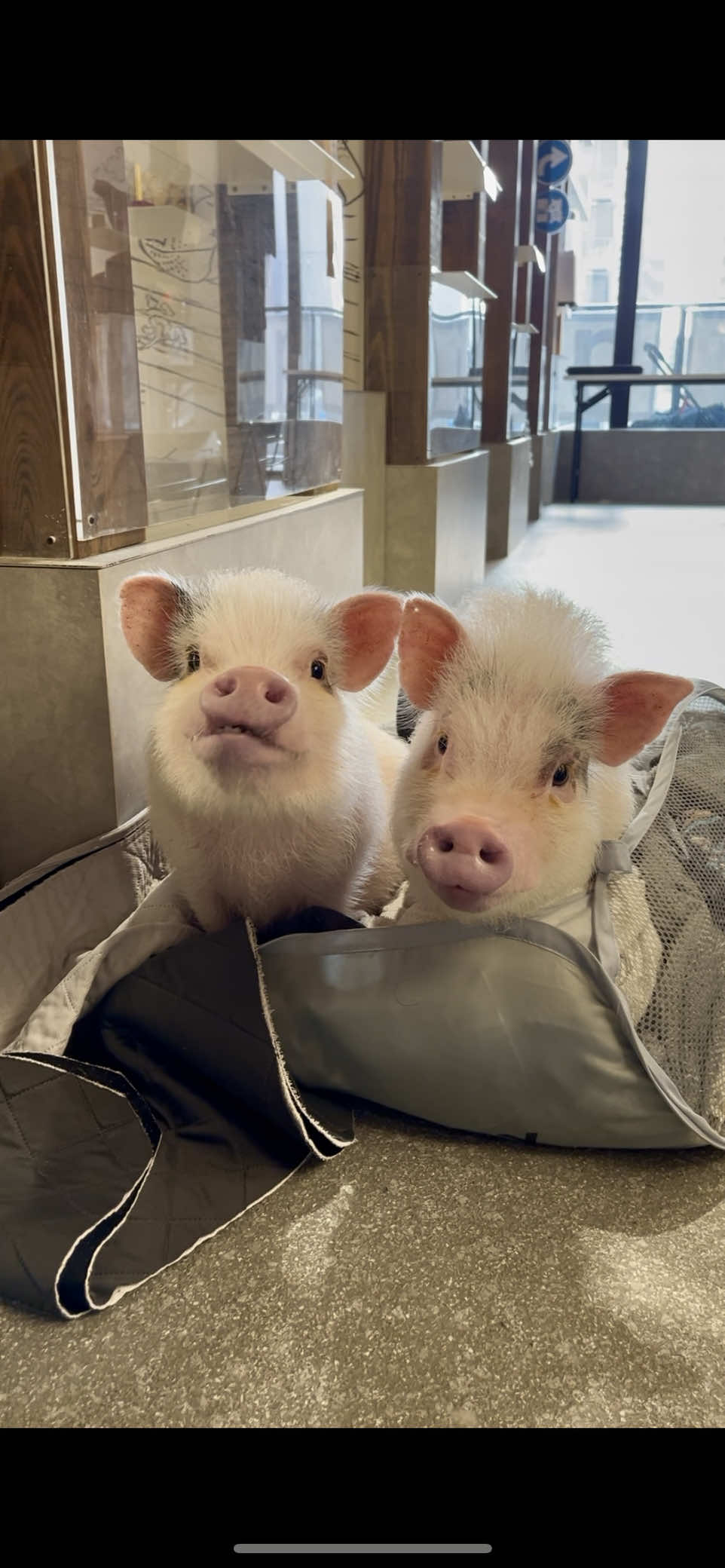@pignic