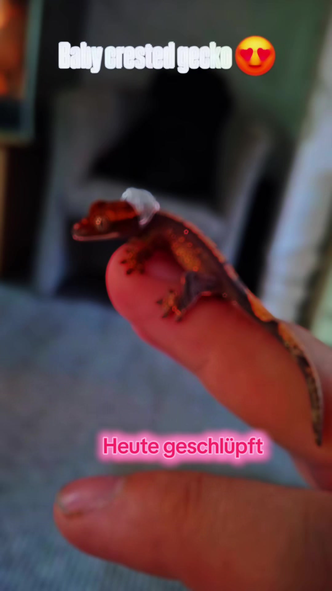 @jurassiczoo