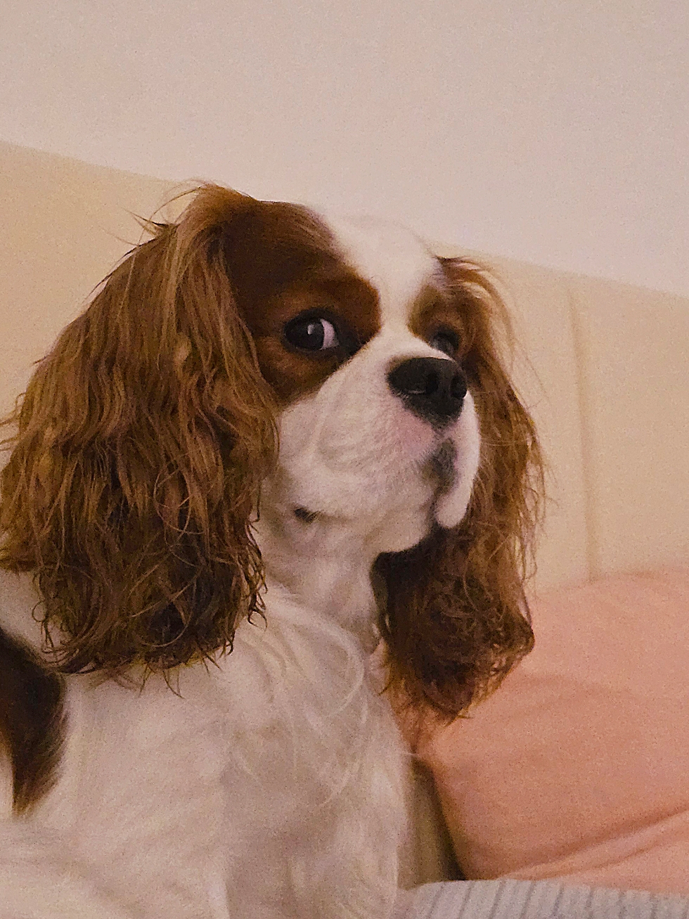 @Rocky Cavalier King Charles