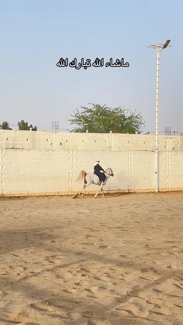 @Toly 🐎.