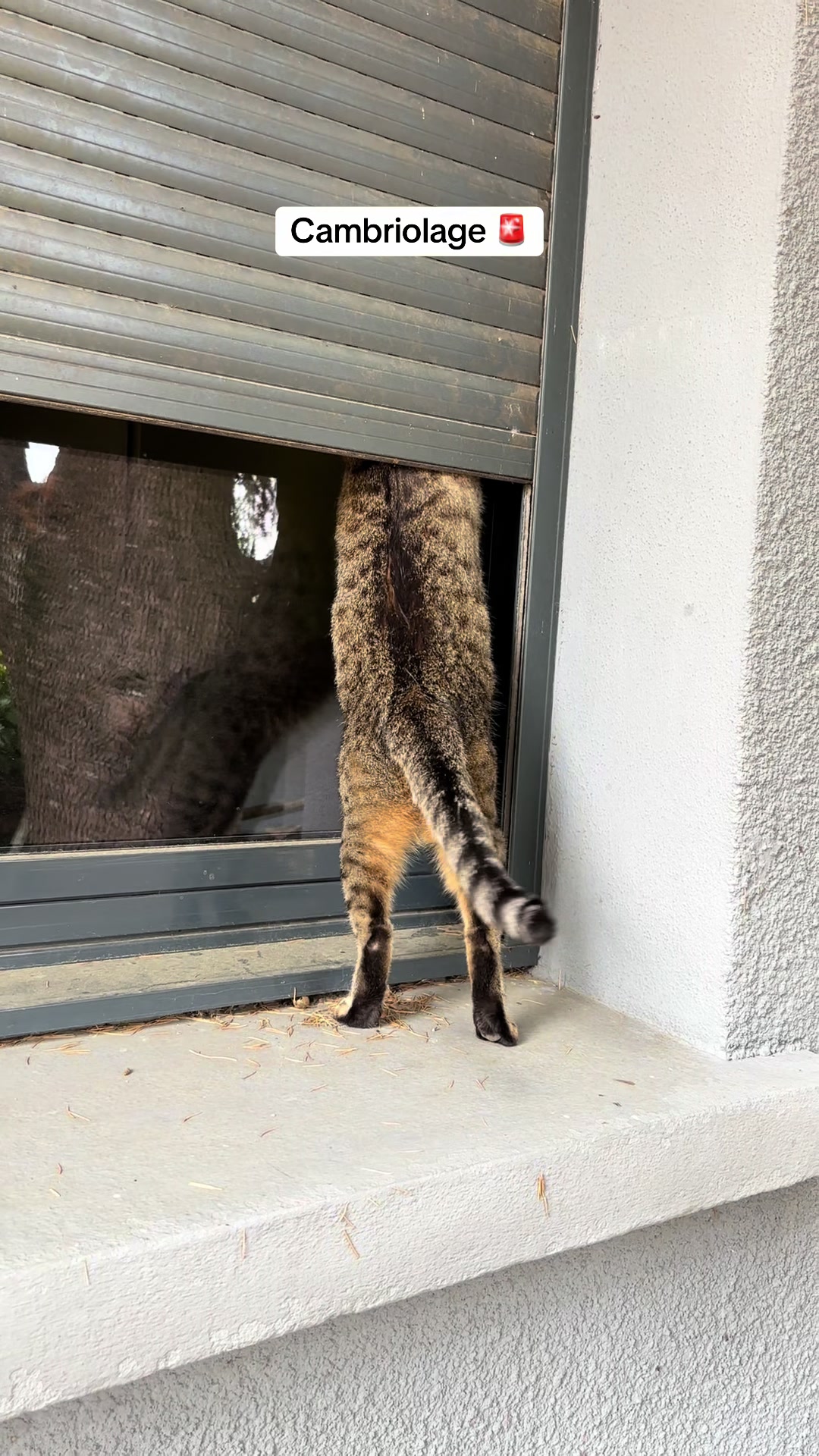 @Bulle la chatte 🐈