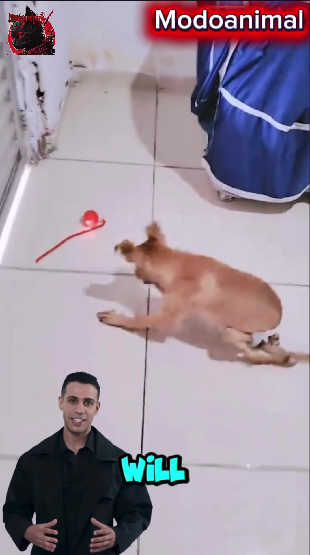 @Modoanimal