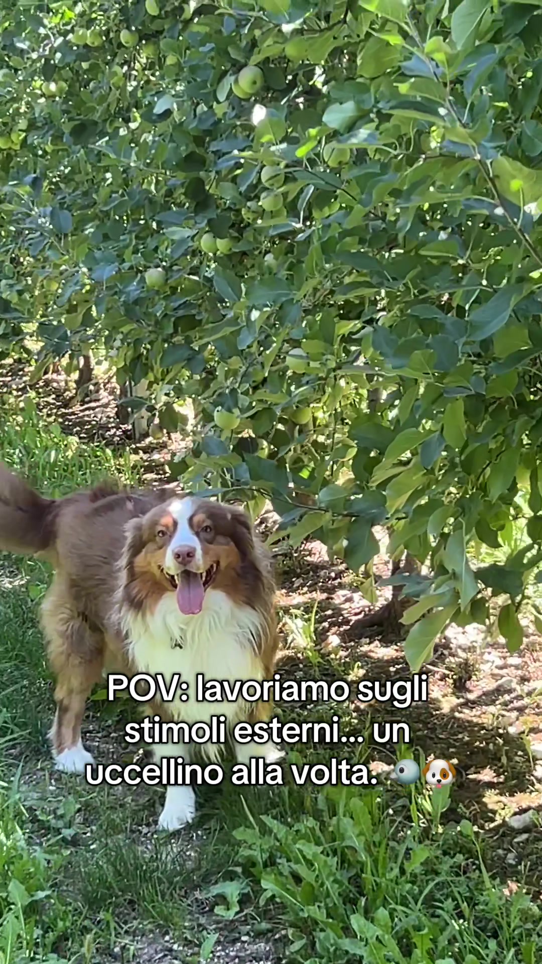@Noeandfur 🐶🐾
