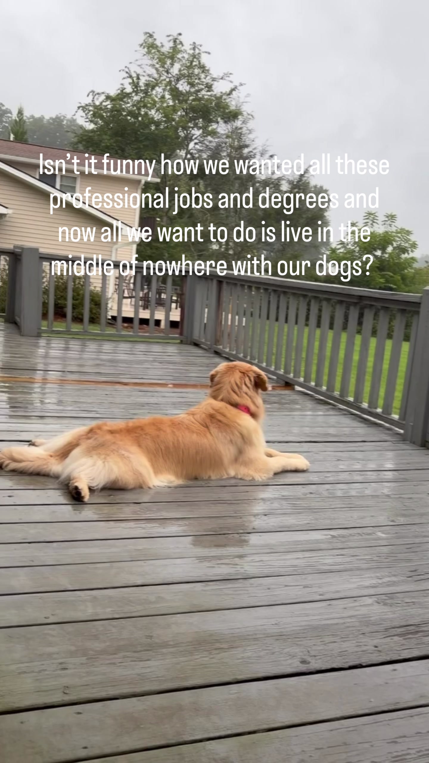 @DogMomisms