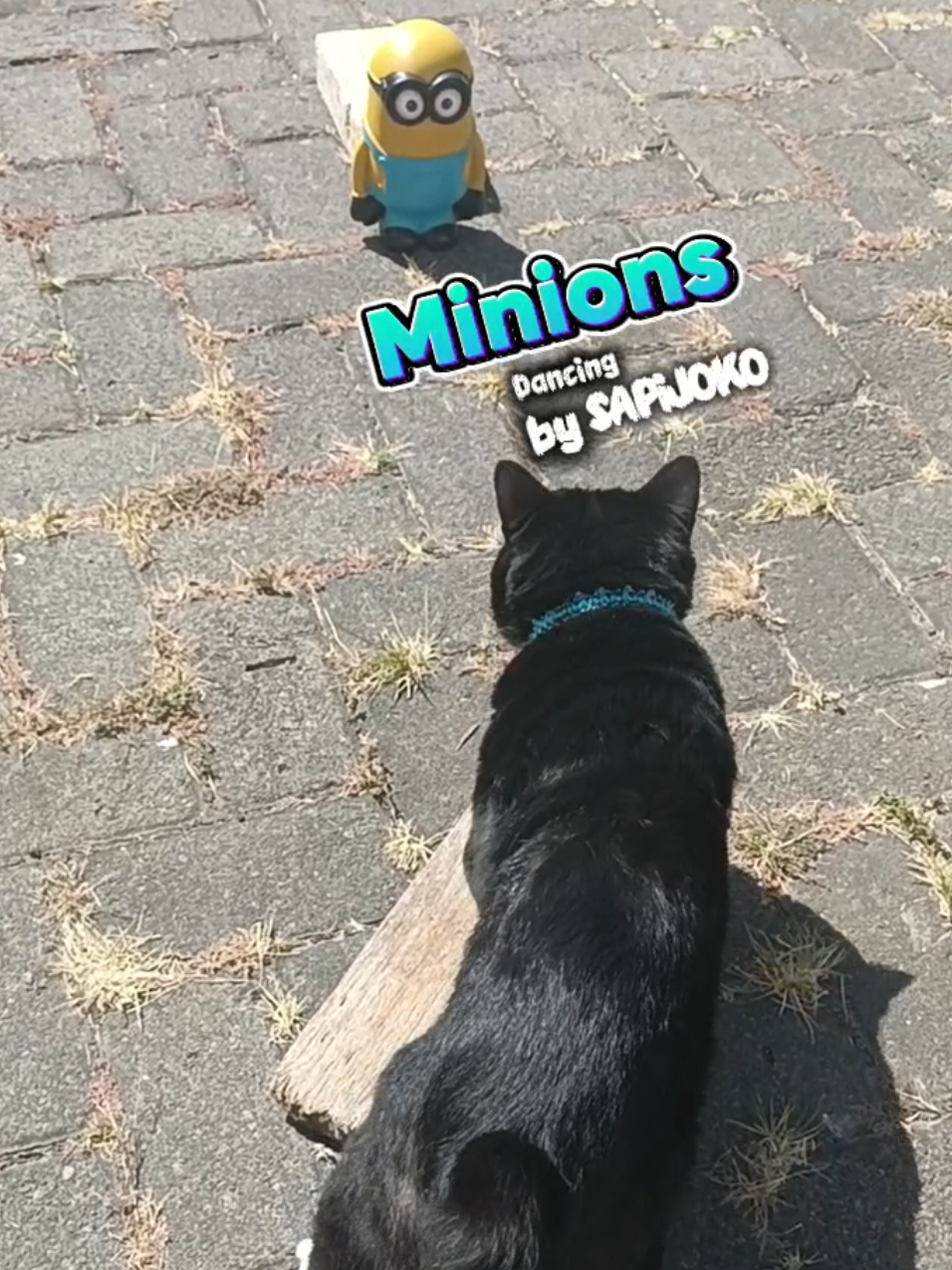 @sapijoko