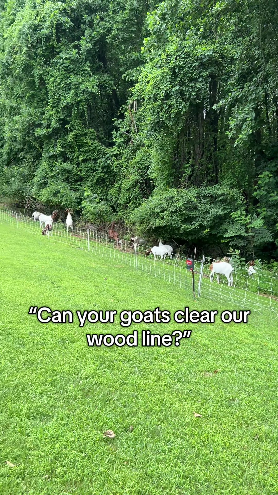 @amazingrazinggoats