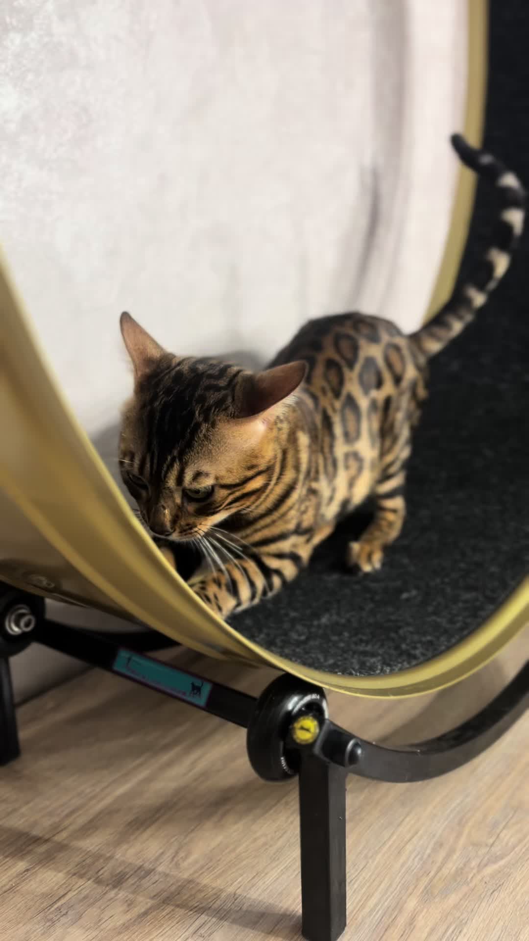 @Cattery bengal cats