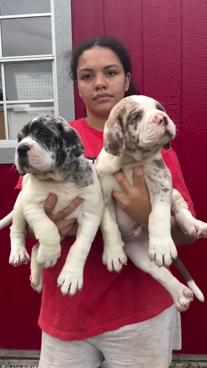 @North America Mastiff Founder