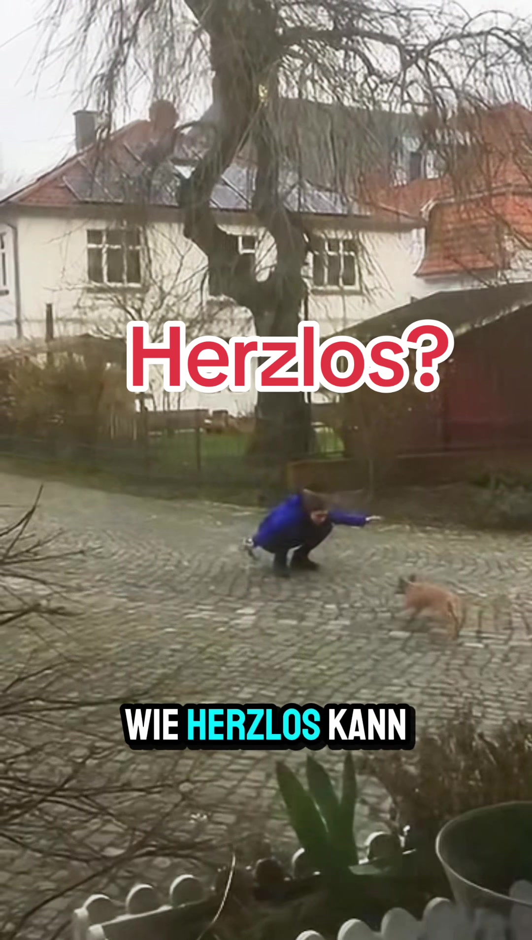 @INSAbenteuerHund