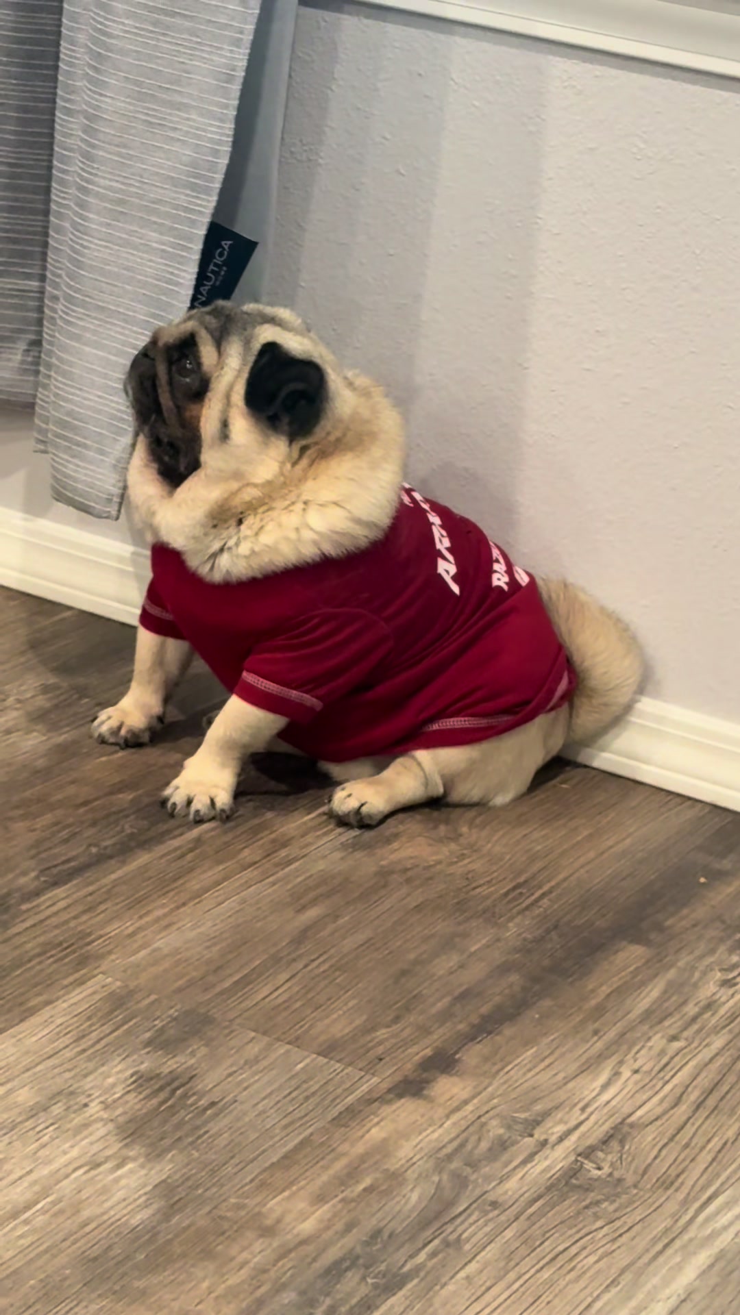 @Rocki the Pug ๐ถ