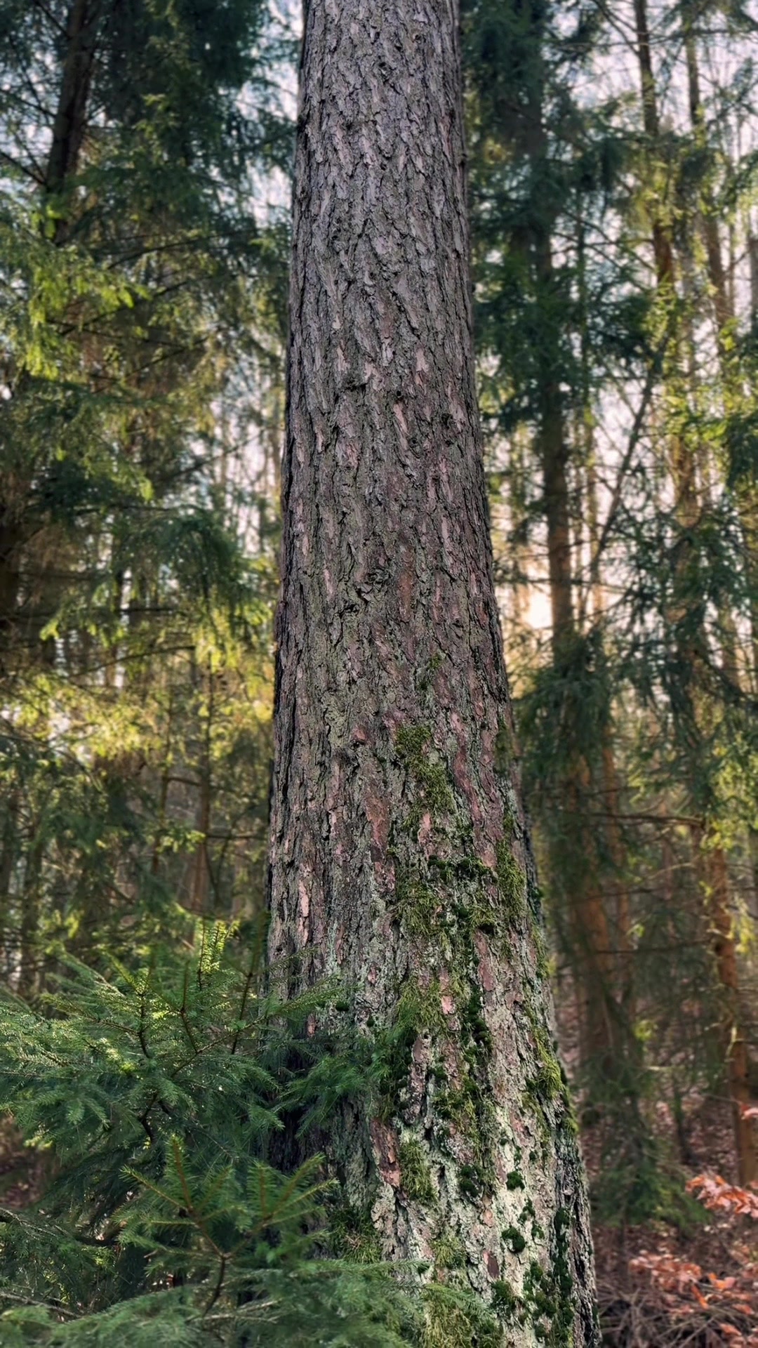 @forest_caro