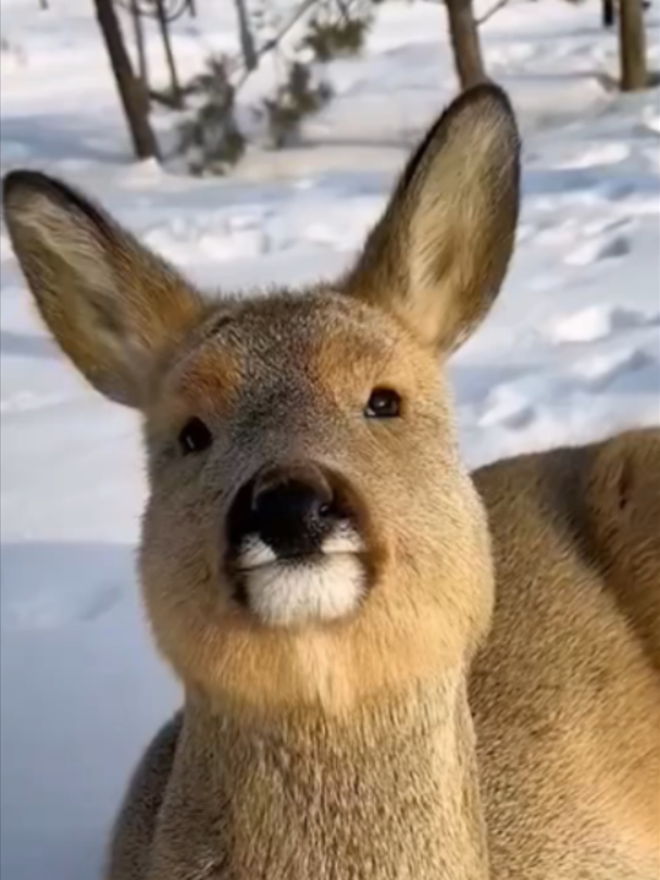 @Mundo dos Animais