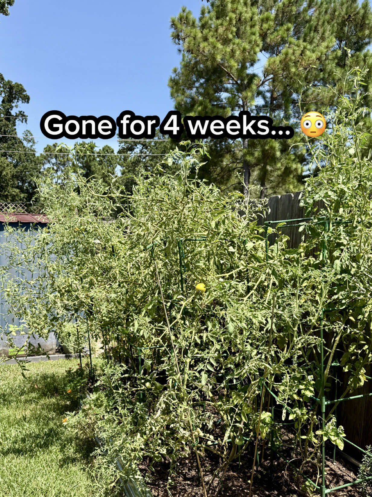 @Sara&rsquo;s Bites 🌱