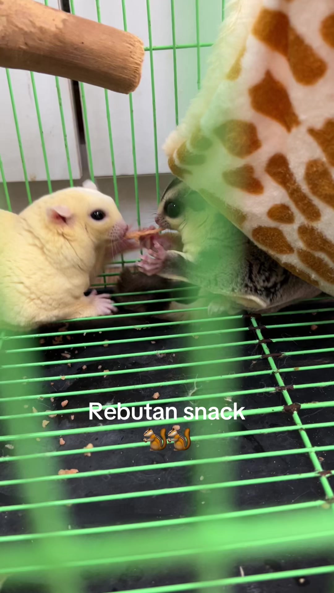 @jesugarglider.id1