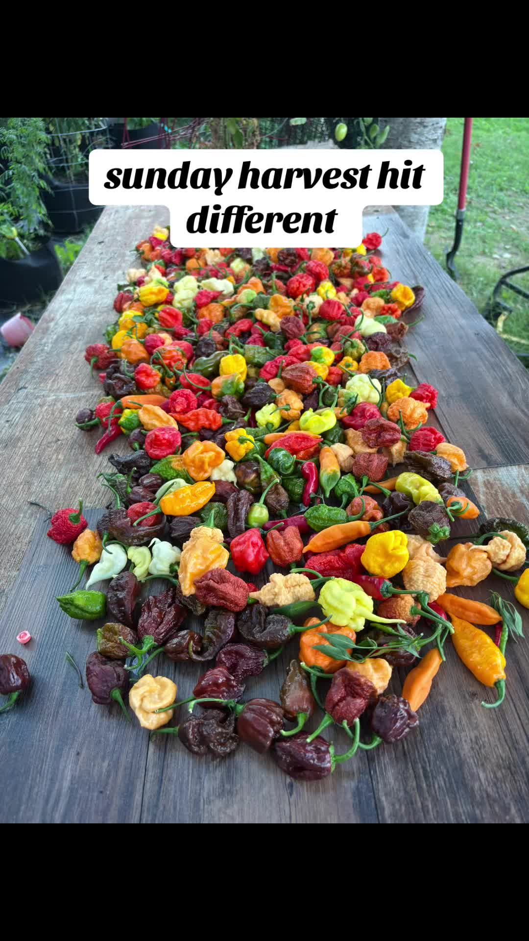 @Jdeaththepepperguy 🌶️AGX🌶️🌱