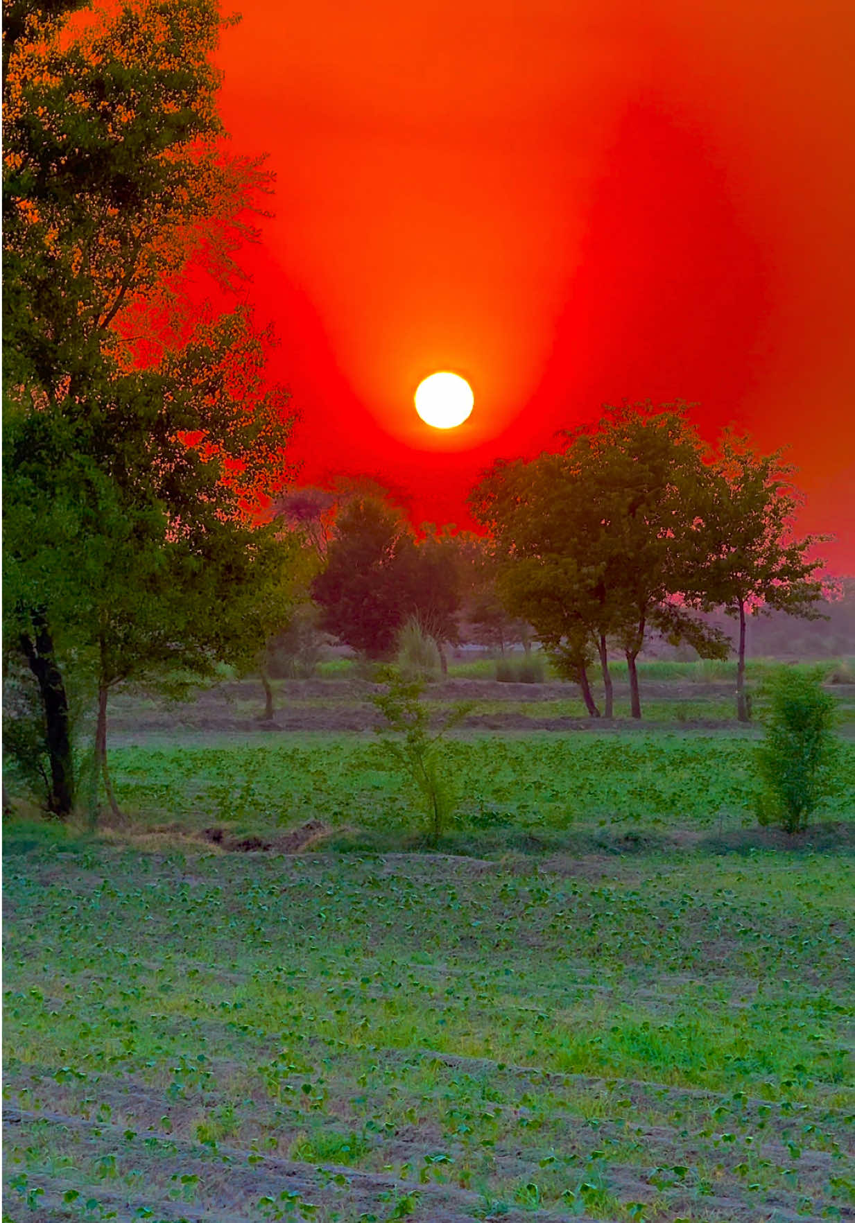 @🌾میں۔ میرا۔ پنڈ🎋