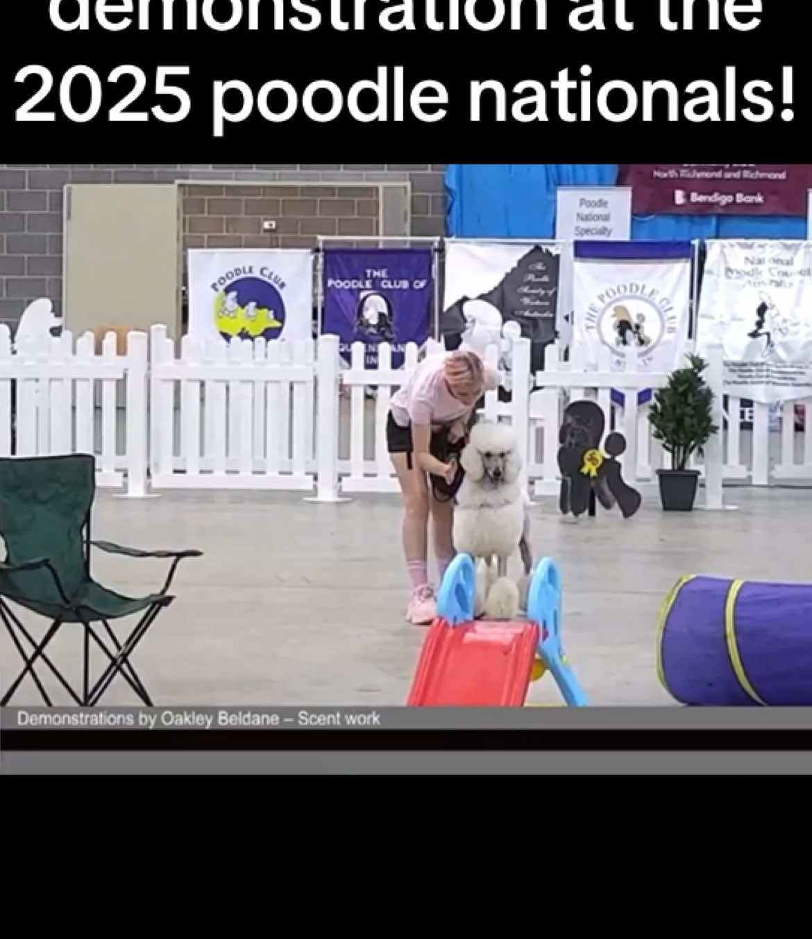 @pandorasboxofdogs