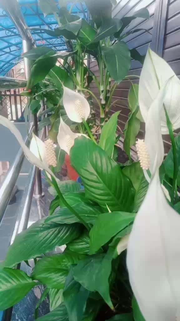@बबिता 💕 बाबुराम