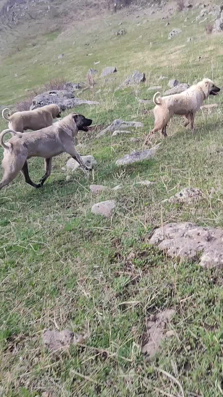 @koçköylü. bir genç