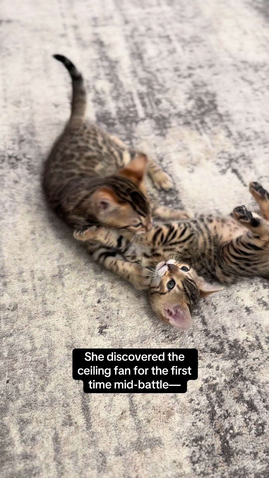 @The Kitten Spot