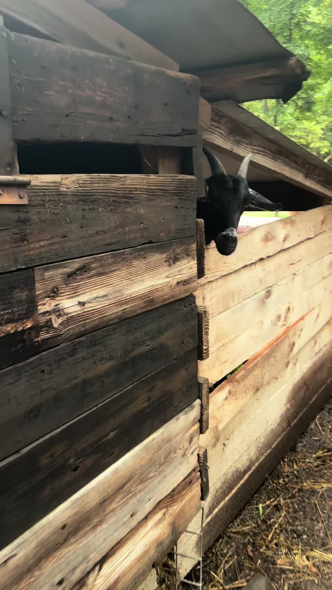 @Gray Acres Homestead
