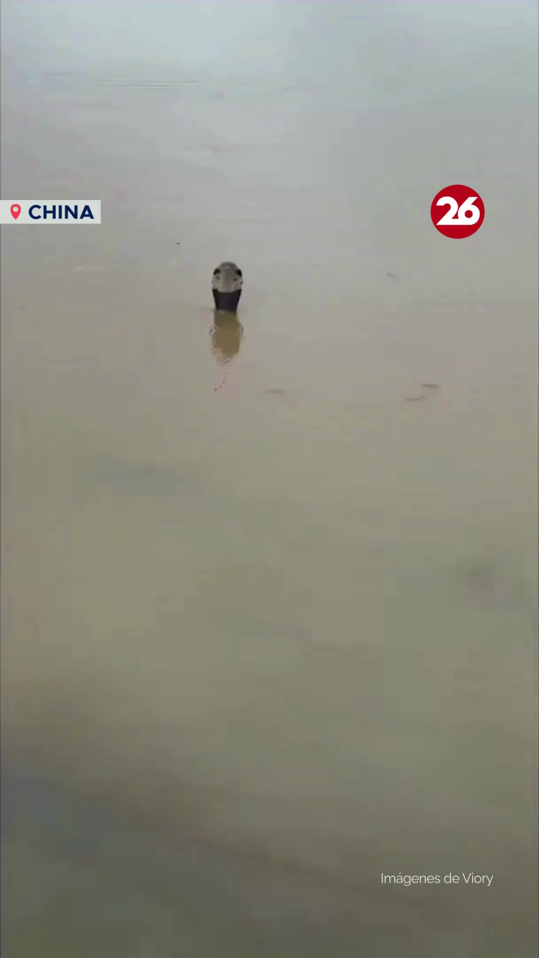 @Canal 26