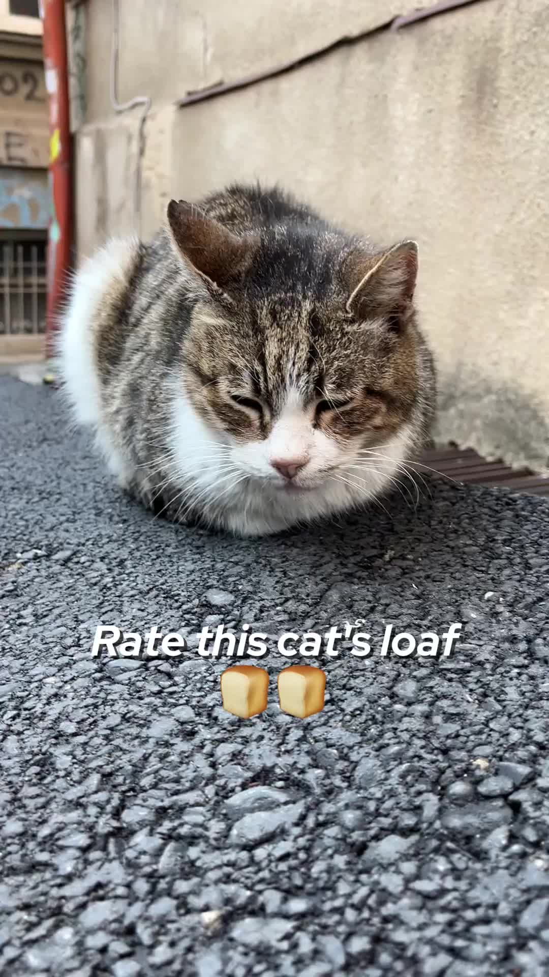 @ElkoyCats