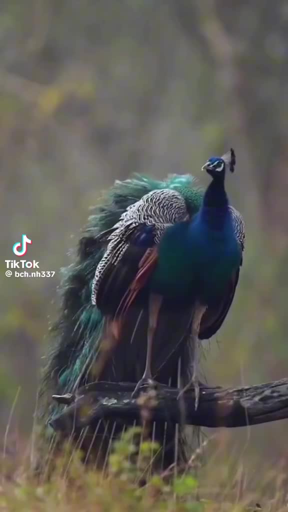 @blancapavon575
