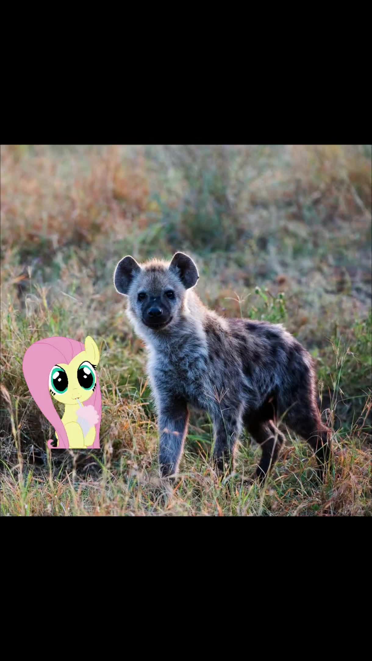 @AbrahamTheHyena✝️
